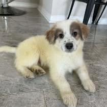 Enlarge Bennington (Bennie), a Adoptable mixed breed in Raleigh, NC image 4/6