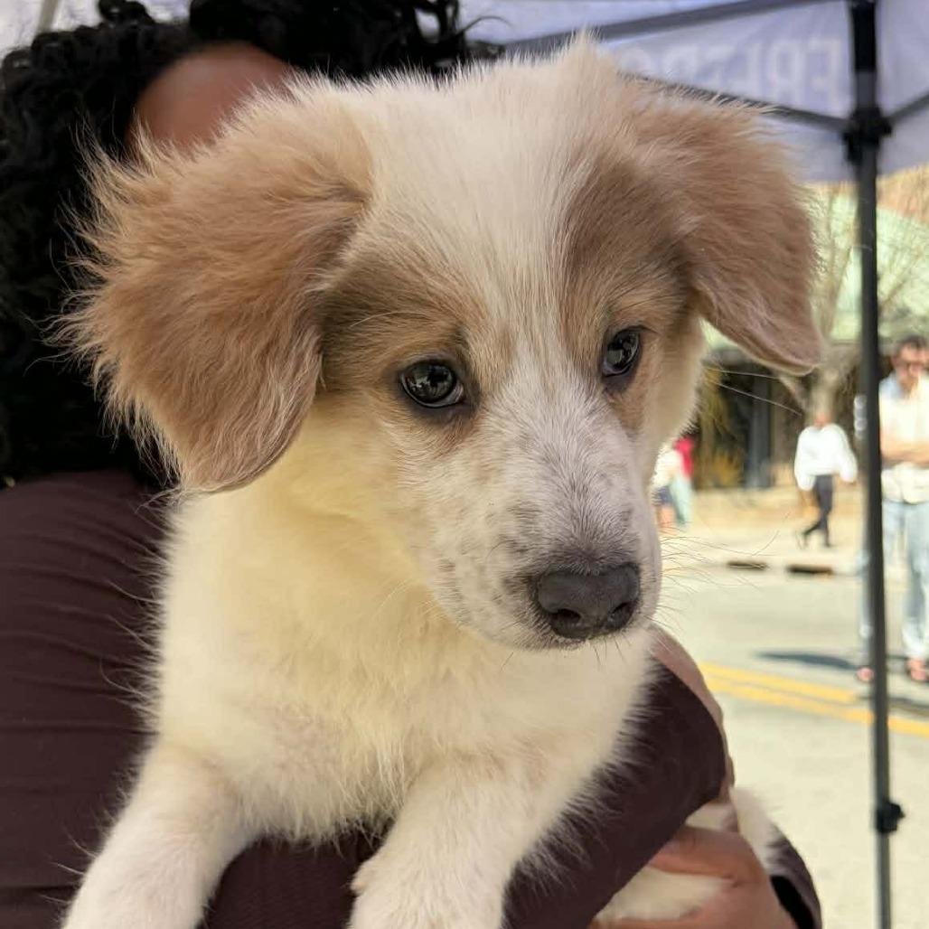 Enlarge Bennington (Bennie), a Adoptable mixed breed in Raleigh, NC image 5/6