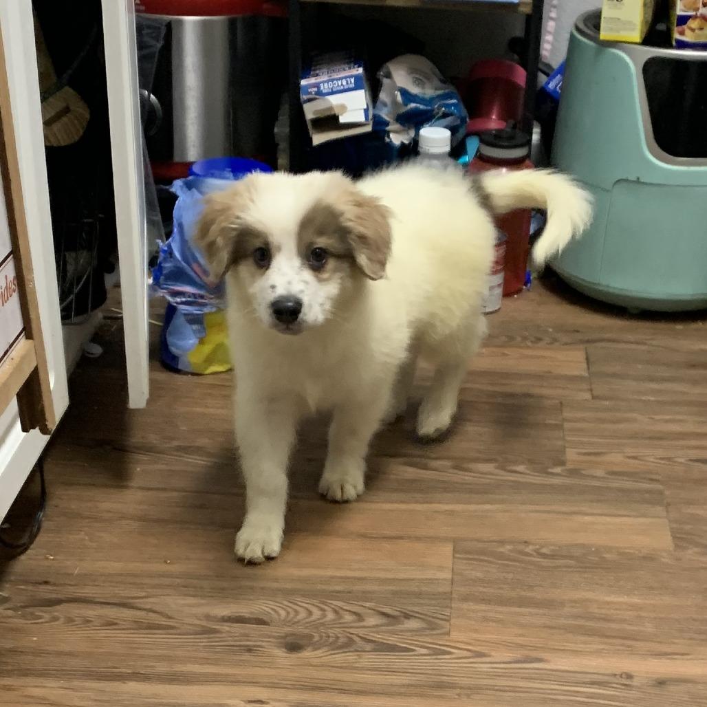 Enlarge Bennington (Bennie), a Adoptable mixed breed in Raleigh, NC image 6/6