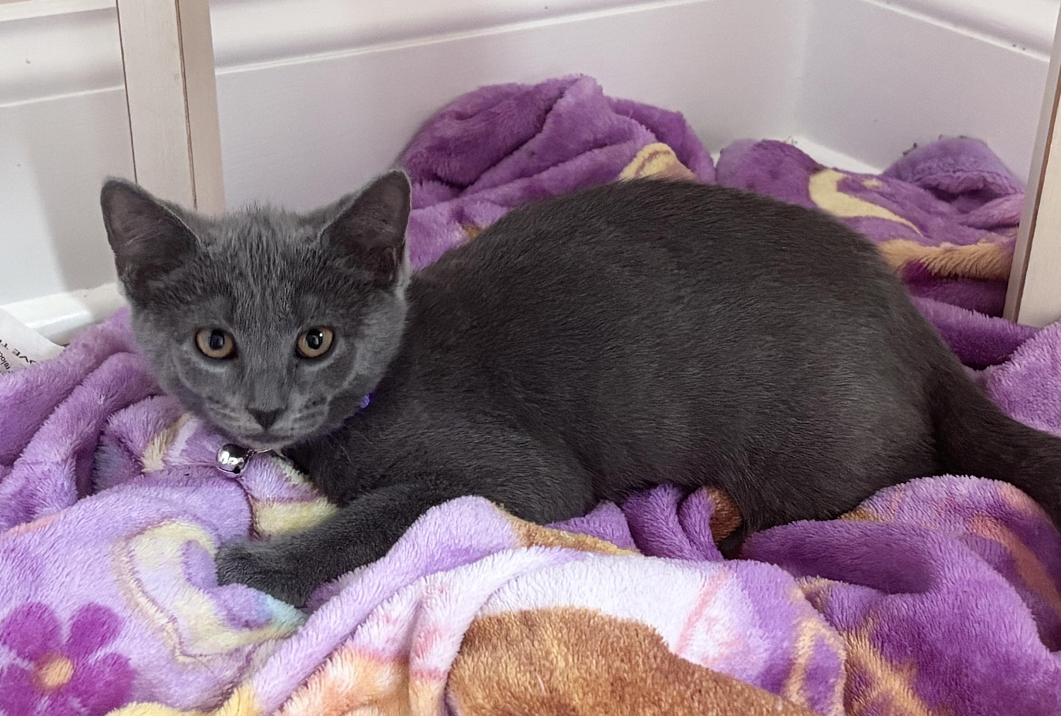 Lilac, adopted, Kitten Female Domestic Short Hair.
