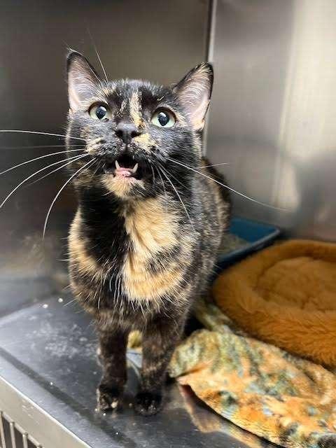 SALLY JESSE RAPHAEL, an adoptable Tortoiseshell in Ironwood, MI, 49938 | Photo Image 2