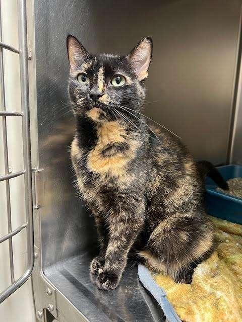 SALLY JESSE RAPHAEL, an adoptable Tortoiseshell in Ironwood, MI, 49938 | Photo Image 1