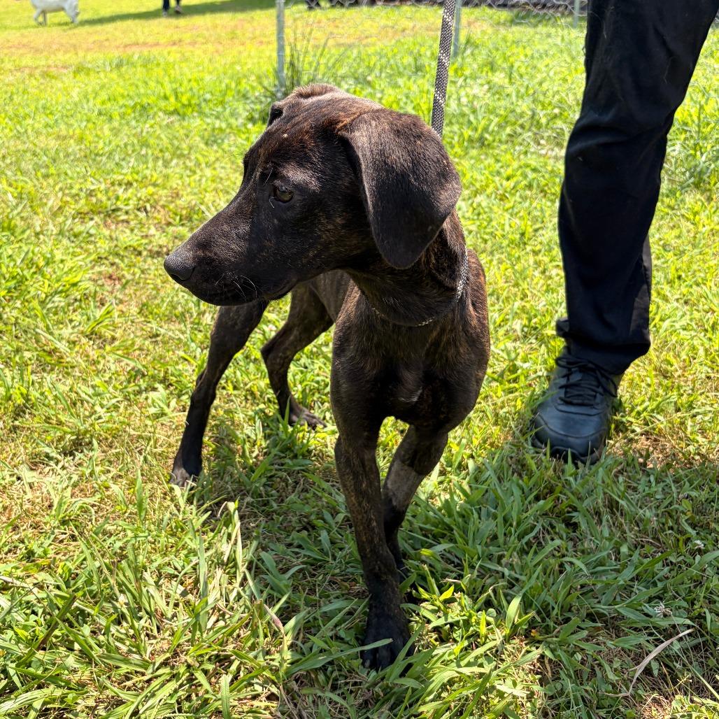 Memphis, Adoptable, Young Male Hound & Mixed Breed.