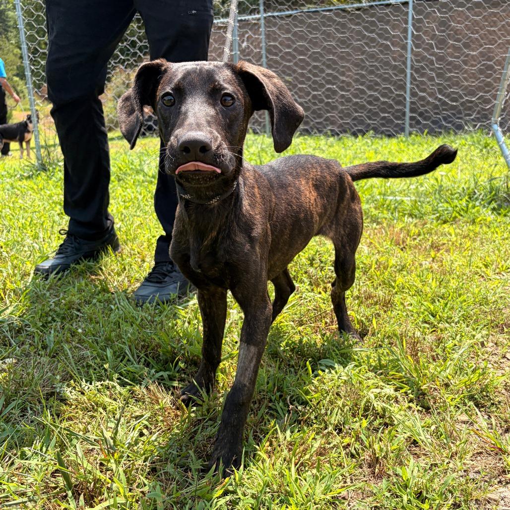 Enlarge Memphis, a Adoptable mixed breed in Franklin, NC image 2/2