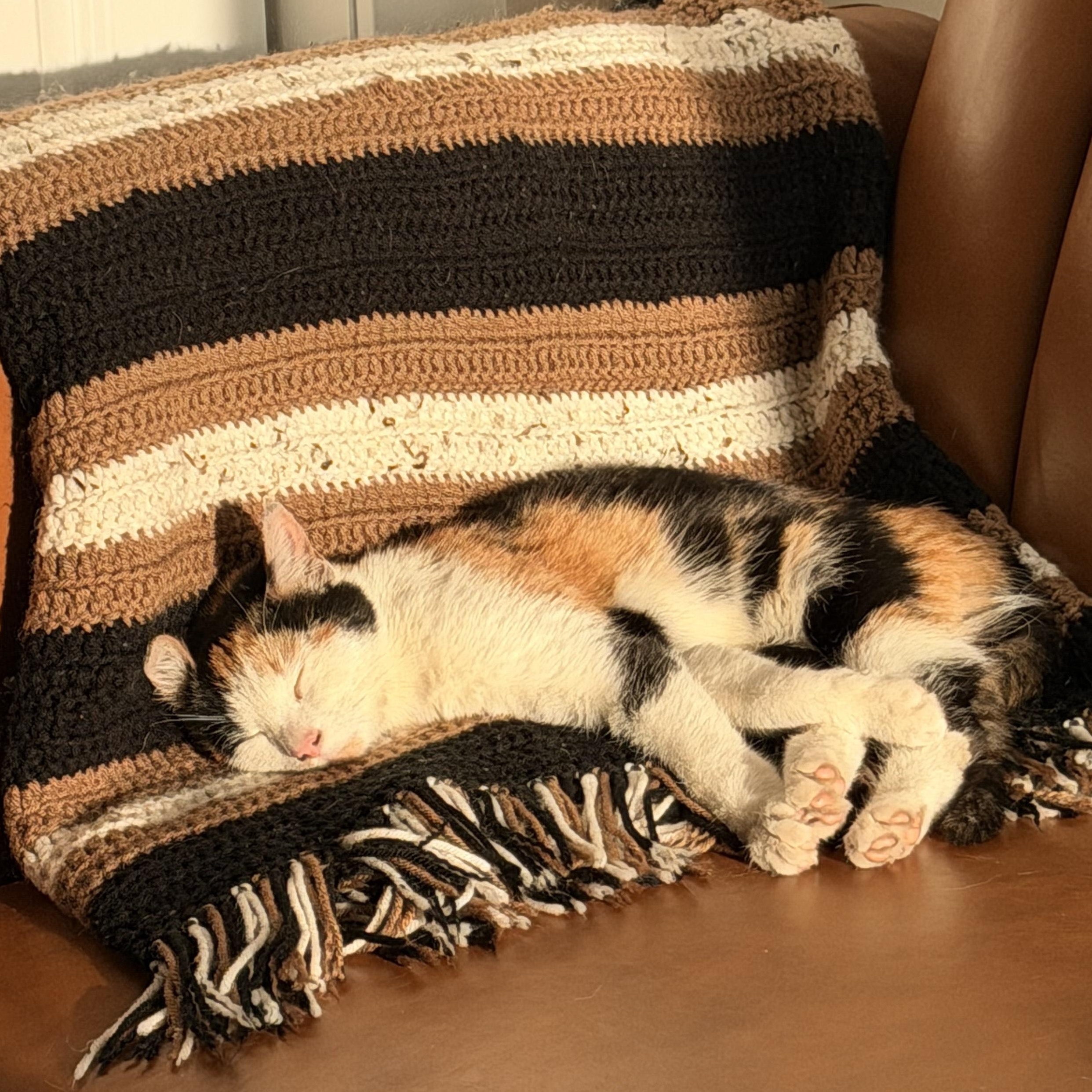 Enlarge Goldeen, an adopted Domestic Short Hair in Philadelphia, PA image 1/5