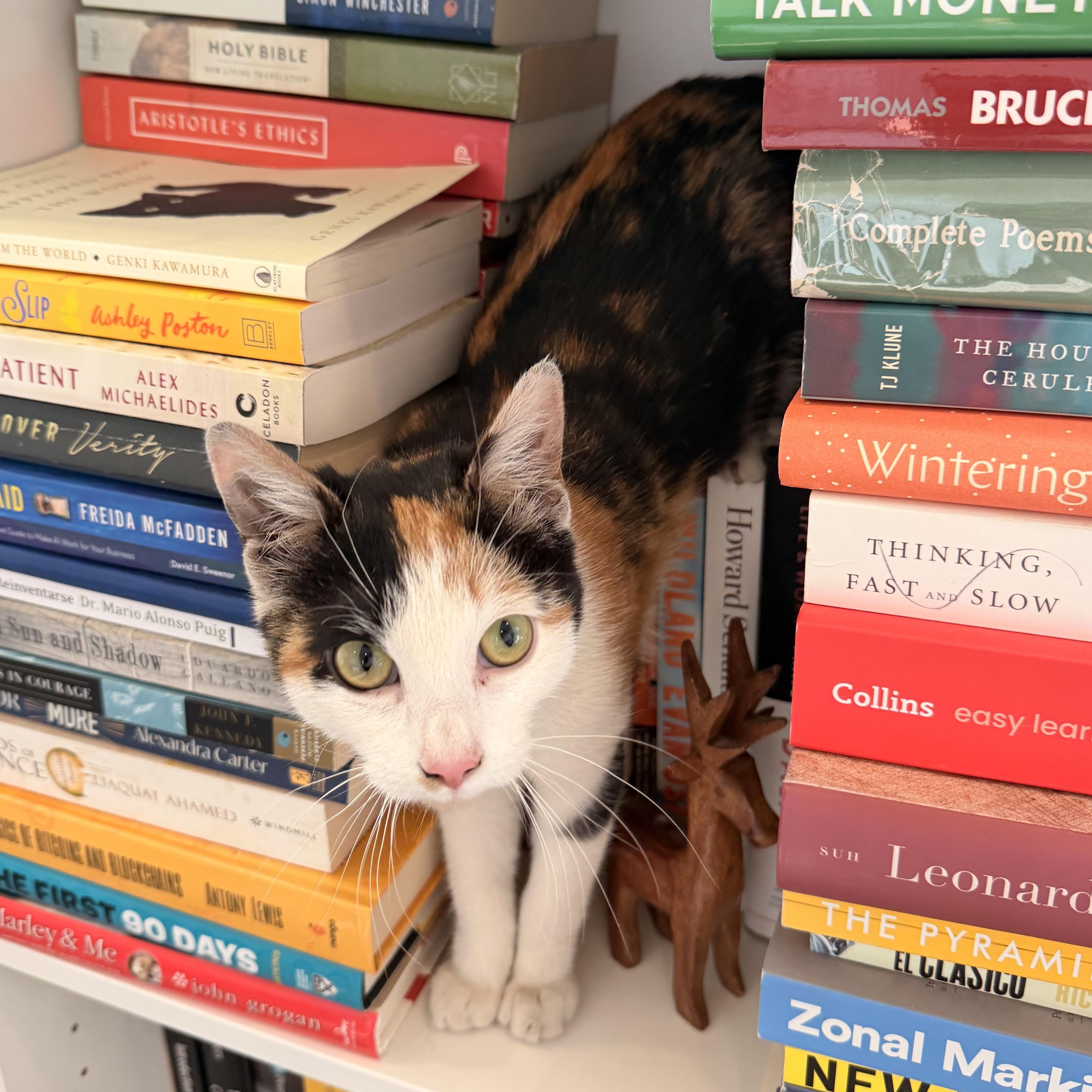 Enlarge Goldeen, an adopted Domestic Short Hair in Philadelphia, PA image 2/5