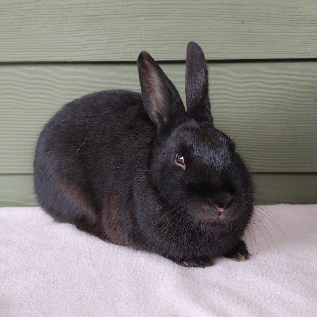 Ali (South Surrey), Adoptable, Young Female Bunny Rabbit.