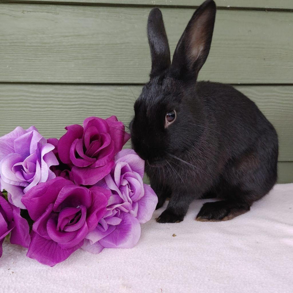 Enlarge Ali (South Surrey), a Adoptable mixed breed in Vancouver, BC image 2/12