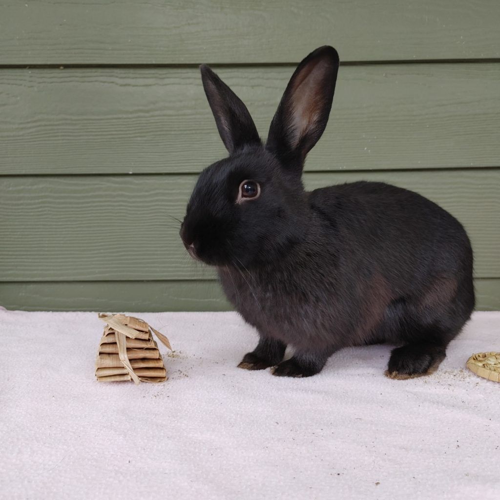 Enlarge Ali (South Surrey), a Adoptable mixed breed in Vancouver, BC image 3/12