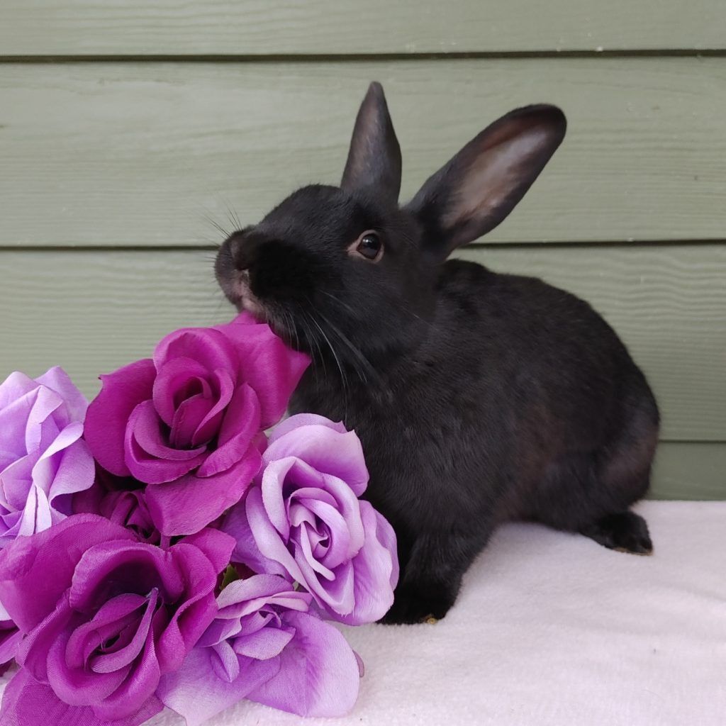 Enlarge Ali (South Surrey), a Adoptable mixed breed in Vancouver, BC image 4/12