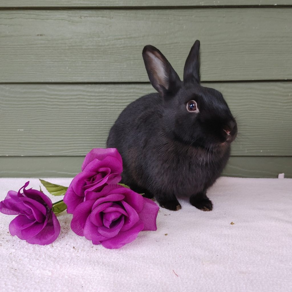 Enlarge Ali (South Surrey), a Adoptable mixed breed in Vancouver, BC image 5/12