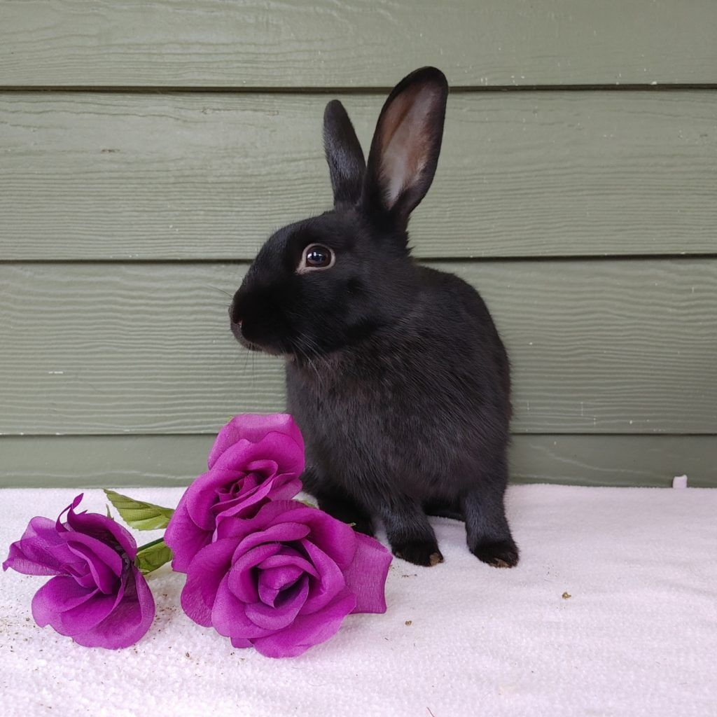 Enlarge Ali (South Surrey), a Adoptable mixed breed in Vancouver, BC image 6/12