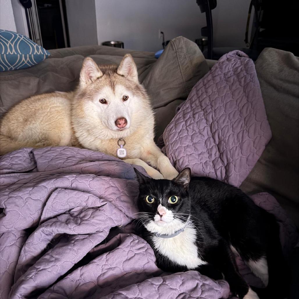 Enlarge Akita, a Adoptable Siberian Husky in Lauderhill, FL image 2/2