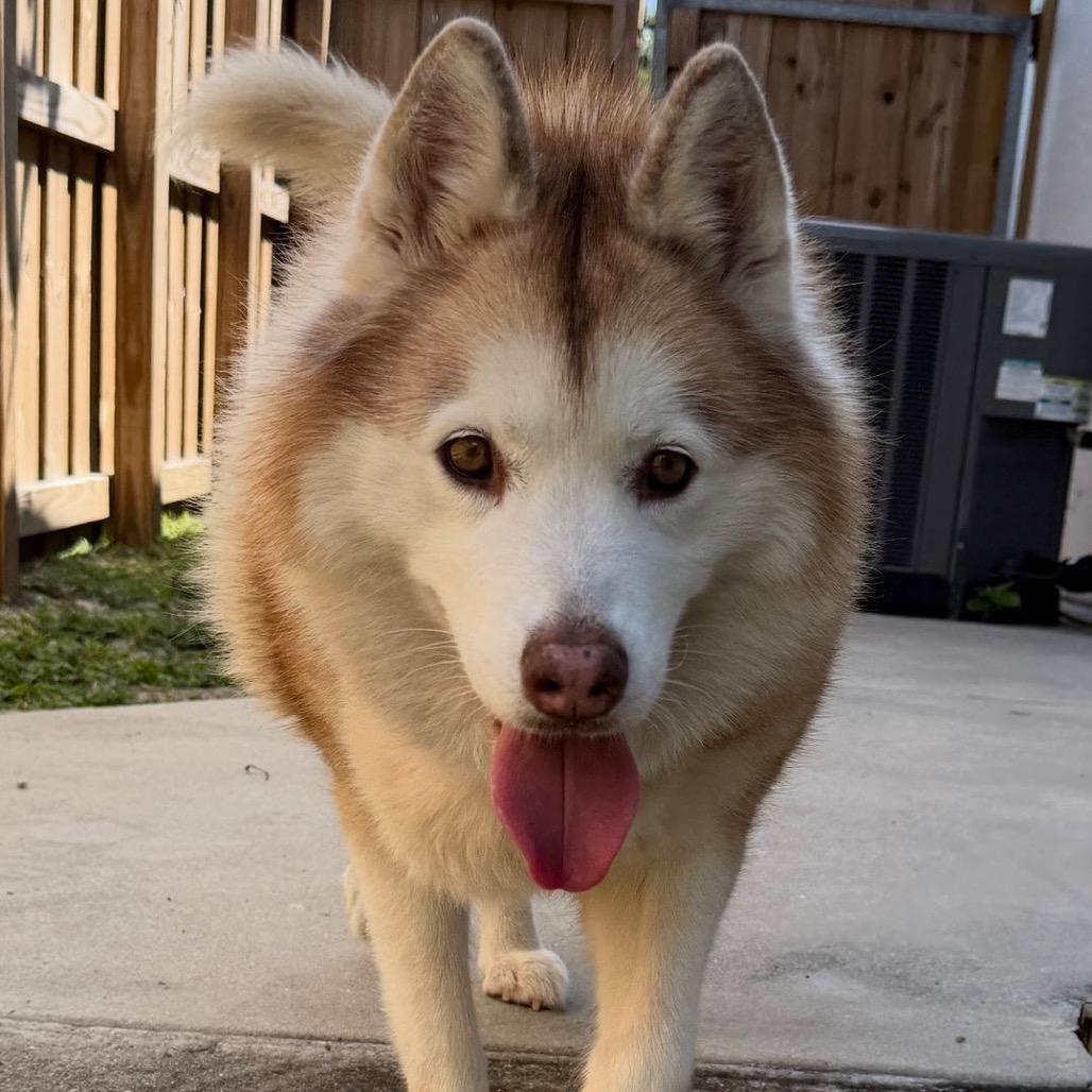 Enlarge Akita, a Adoptable Siberian Husky in Lauderhill, FL image 1/2
