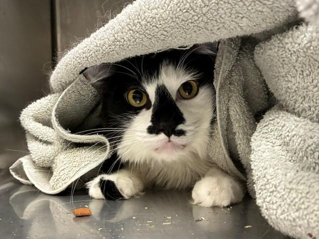 OREO, Adoptable, Adult Male Domestic Long Hair.