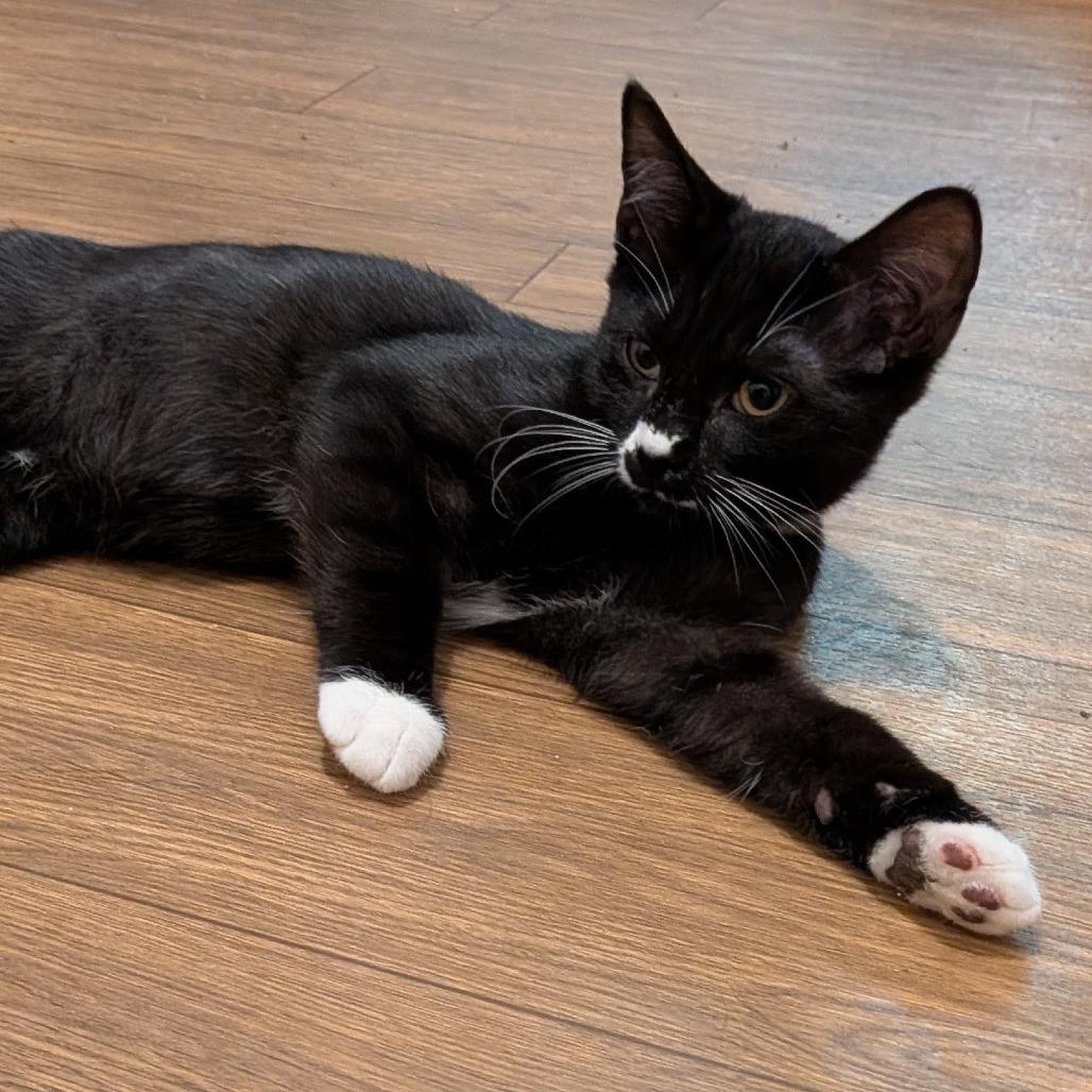 Diego, Adoptable, Kitten Male Domestic Short Hair.