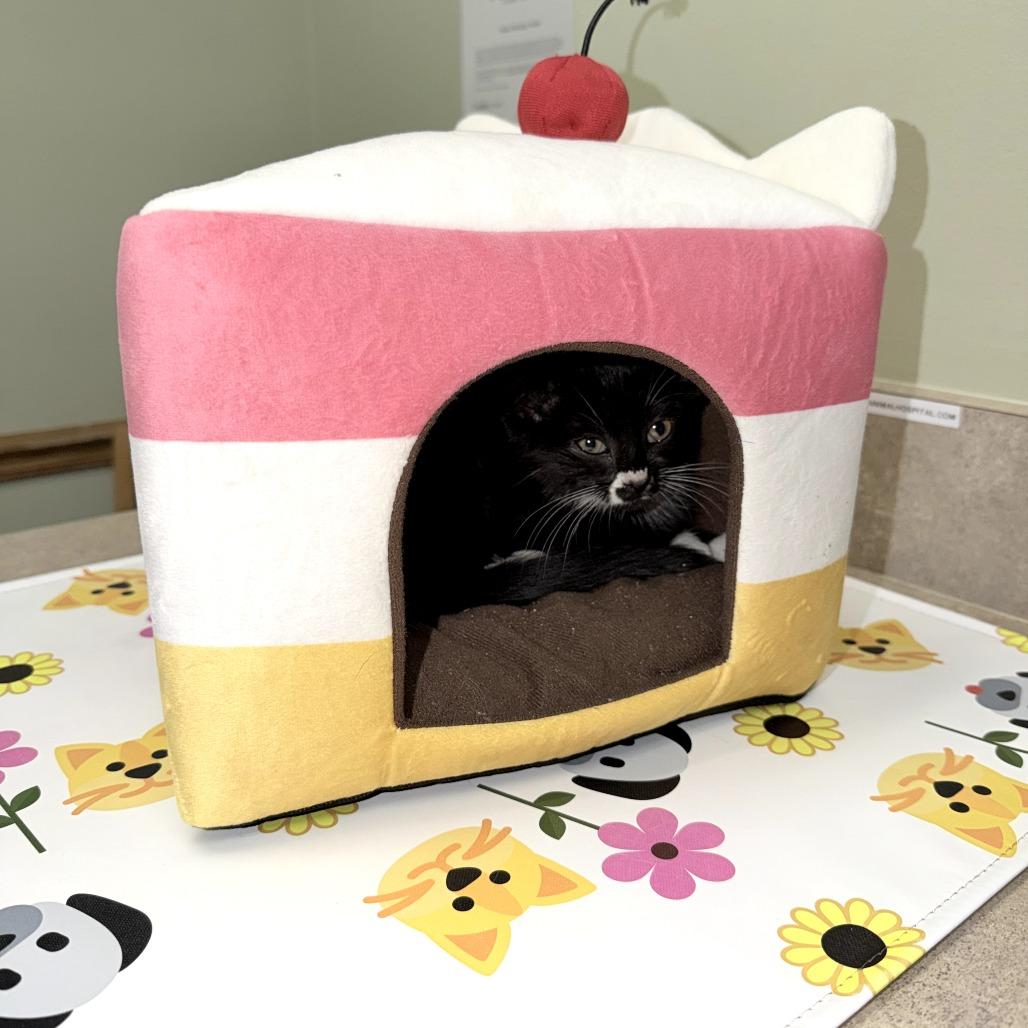 Diego, a Adoptable Domestic Short Hair in Simpsonville, SC image 2/6