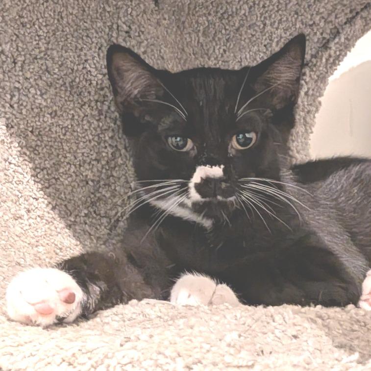 Enlarge Diego, a Adoptable Domestic Short Hair in Simpsonville, SC image 3/6