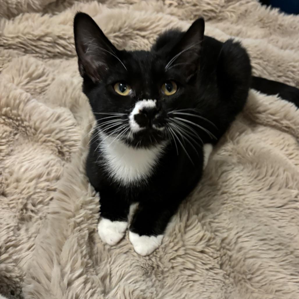 Diego, a Adoptable Domestic Short Hair in Simpsonville, SC image 3/6