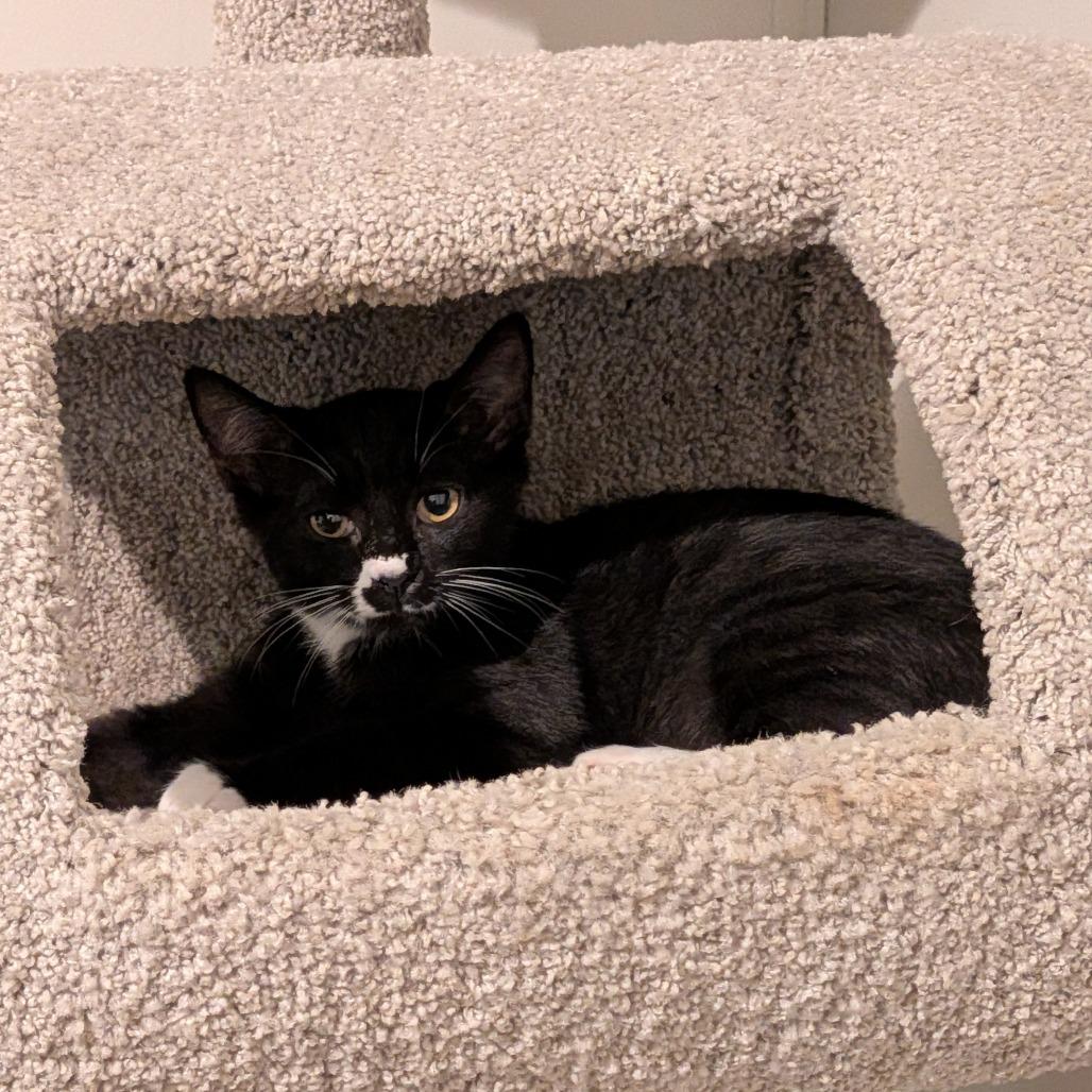 Diego, a Adoptable Domestic Short Hair in Simpsonville, SC image 4/6
