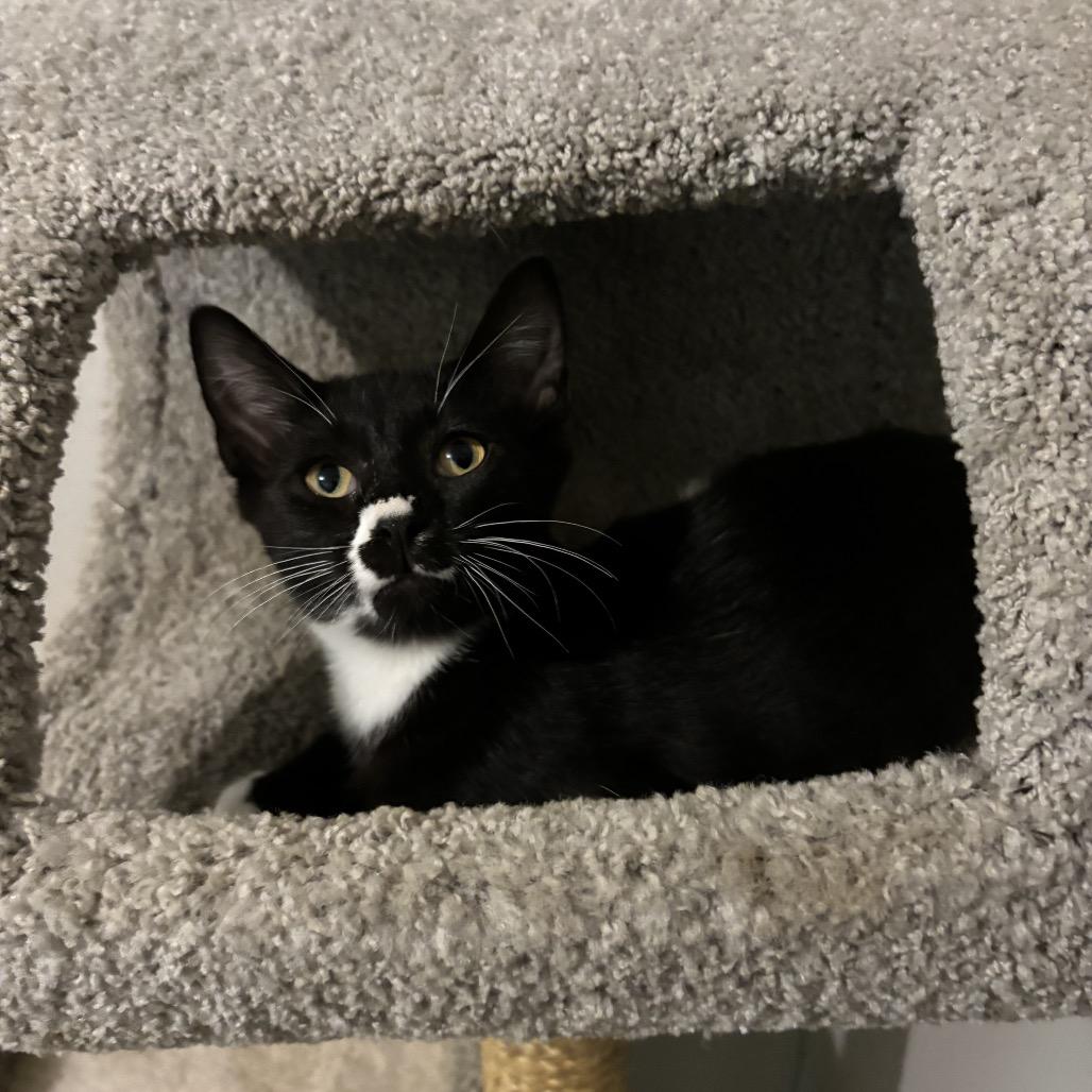 Diego, a Adoptable Domestic Short Hair in Simpsonville, SC image 5/6