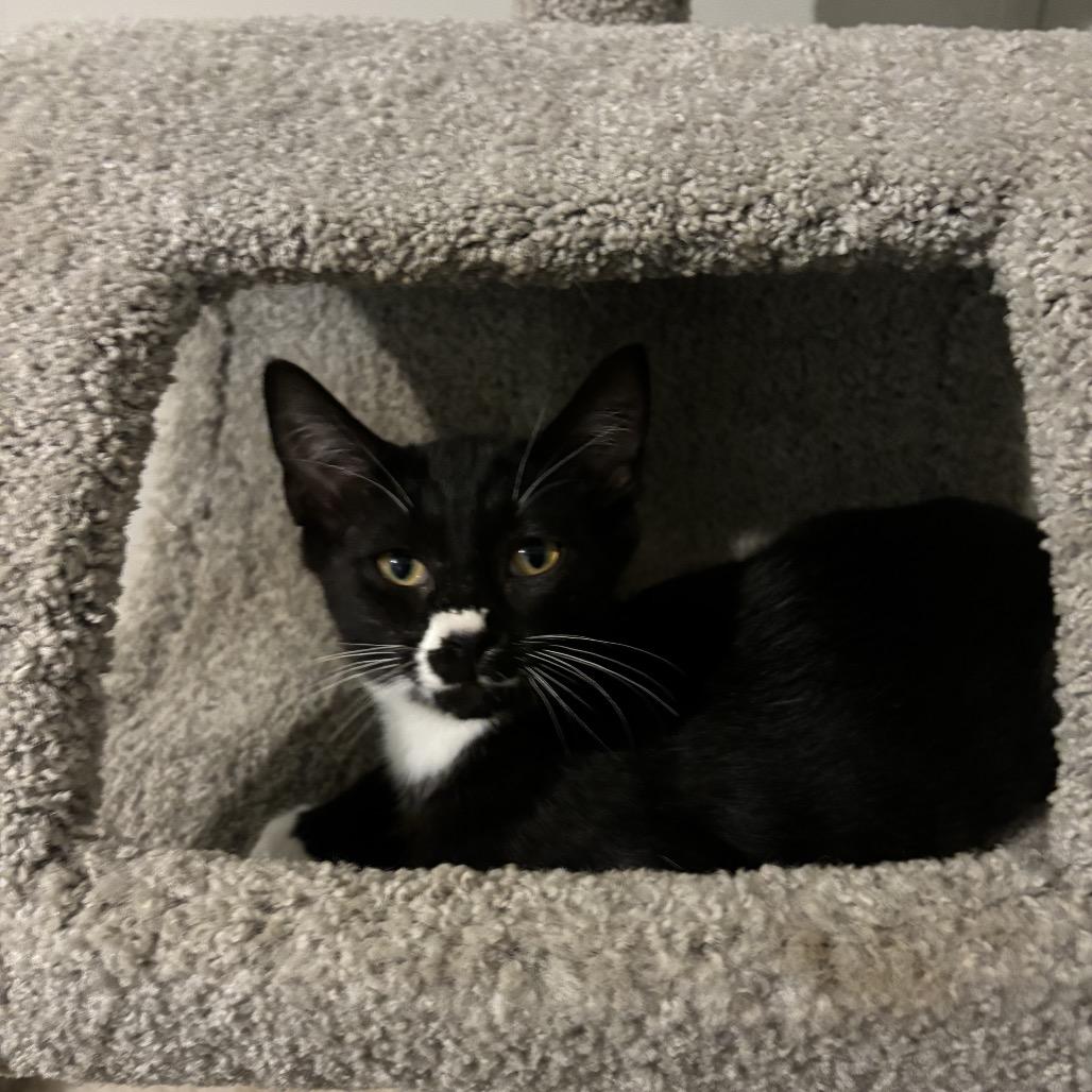 Diego, a Adoptable Domestic Short Hair in Simpsonville, SC image 6/6