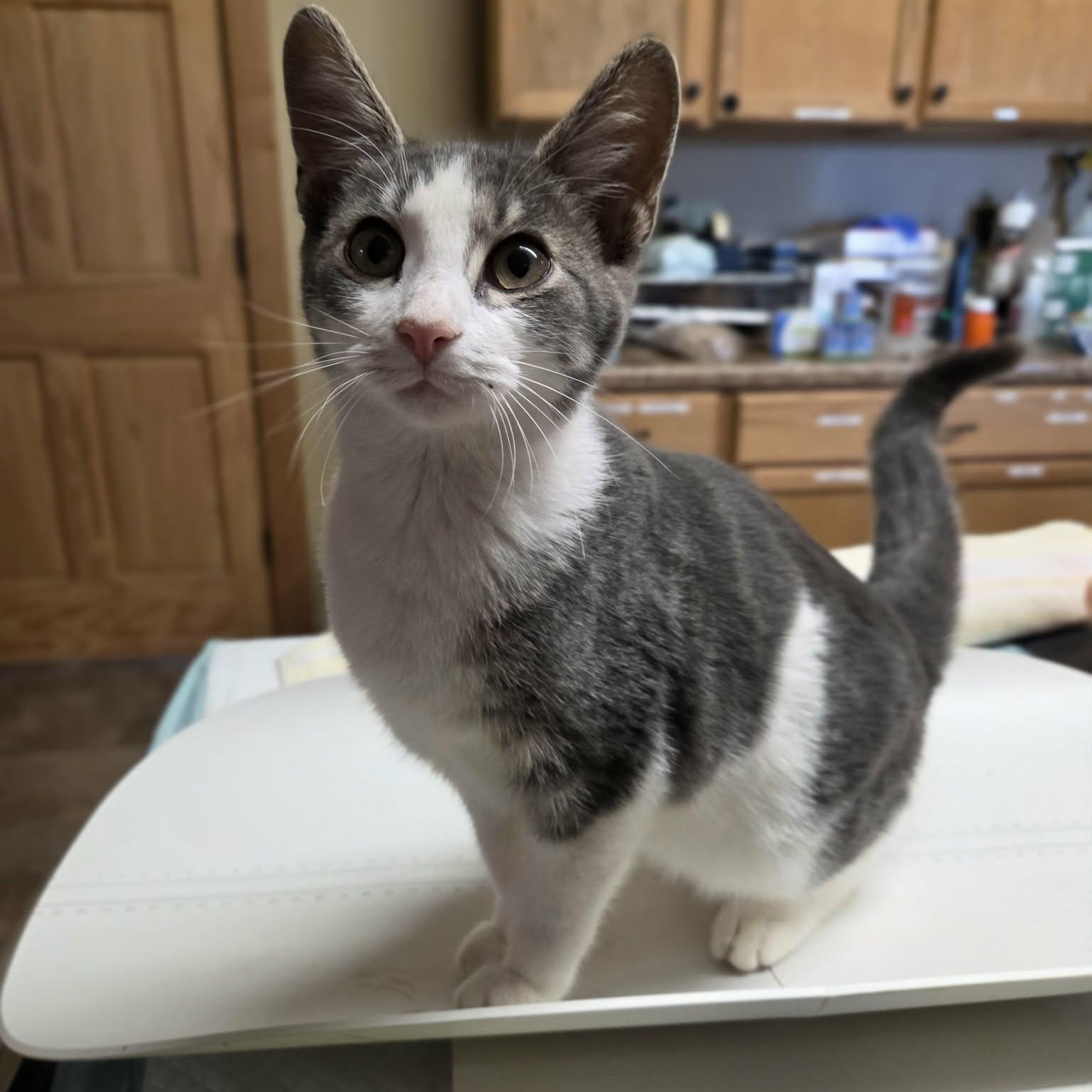 Enlarge Fawn, a Adoptable Domestic Short Hair in Lancaster, KY image 1/5