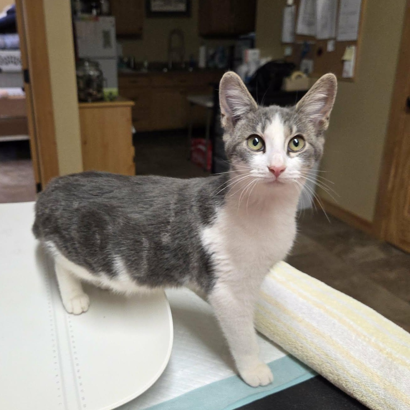 Enlarge Fawn, a Adoptable Domestic Short Hair in Lancaster, KY image 2/5