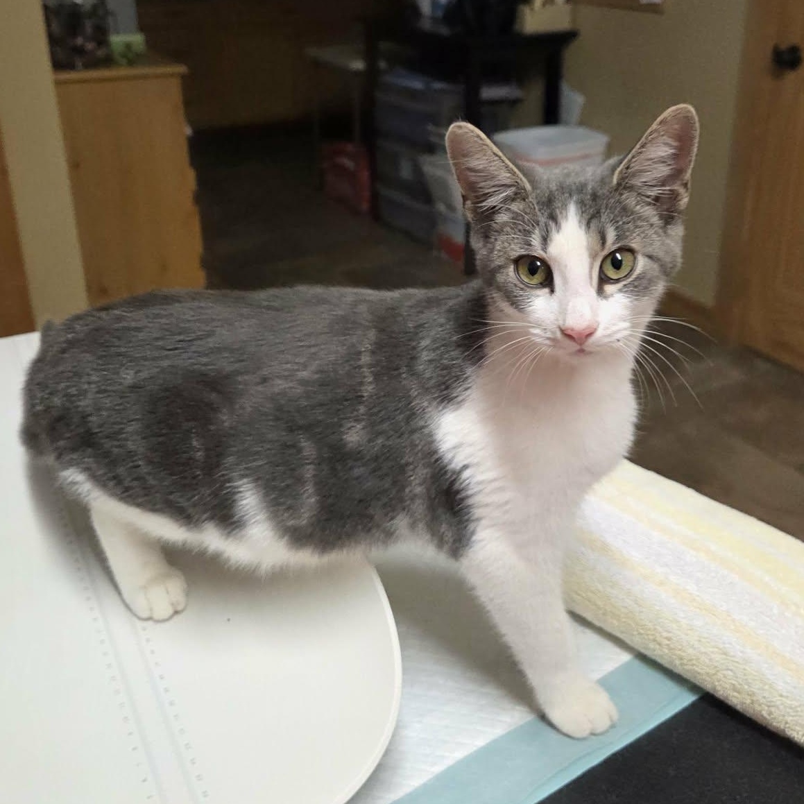Enlarge Fawn, a Adoptable Domestic Short Hair in Lancaster, KY image 3/5