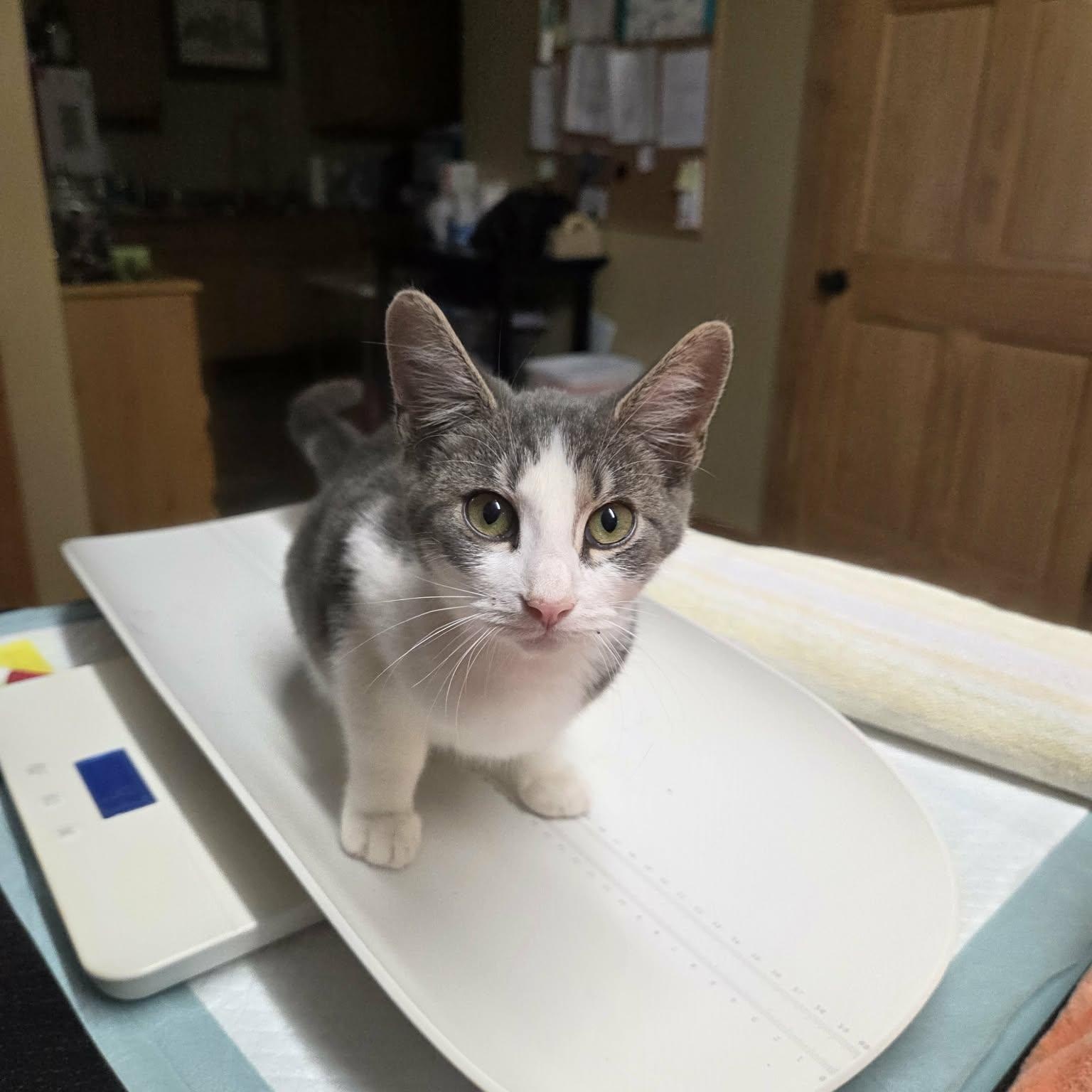 Enlarge Fawn, a Adoptable Domestic Short Hair in Lancaster, KY image 5/5