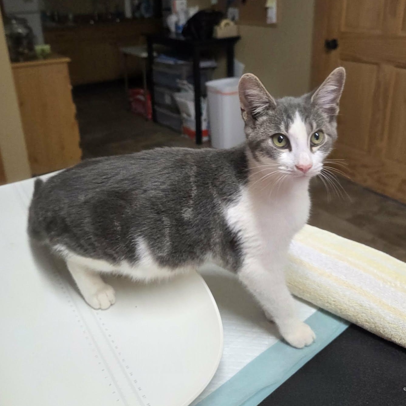Enlarge Fawn, a Adoptable Domestic Short Hair in Lancaster, KY image 4/5