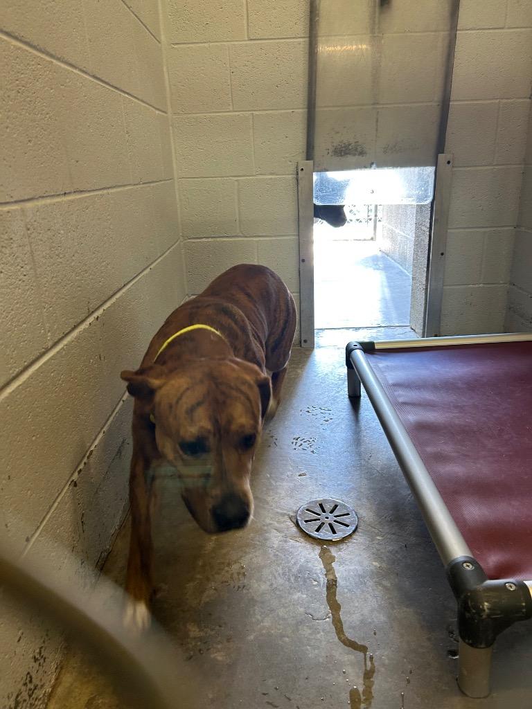 Anders, Adoptable, Adult Male Pit Bull Terrier.