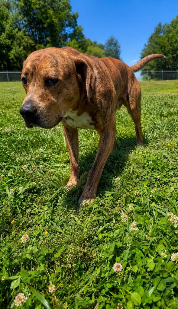 Enlarge Anders, a Adoptable Pit Bull Terrier in Chickamauga , GA image 2/2