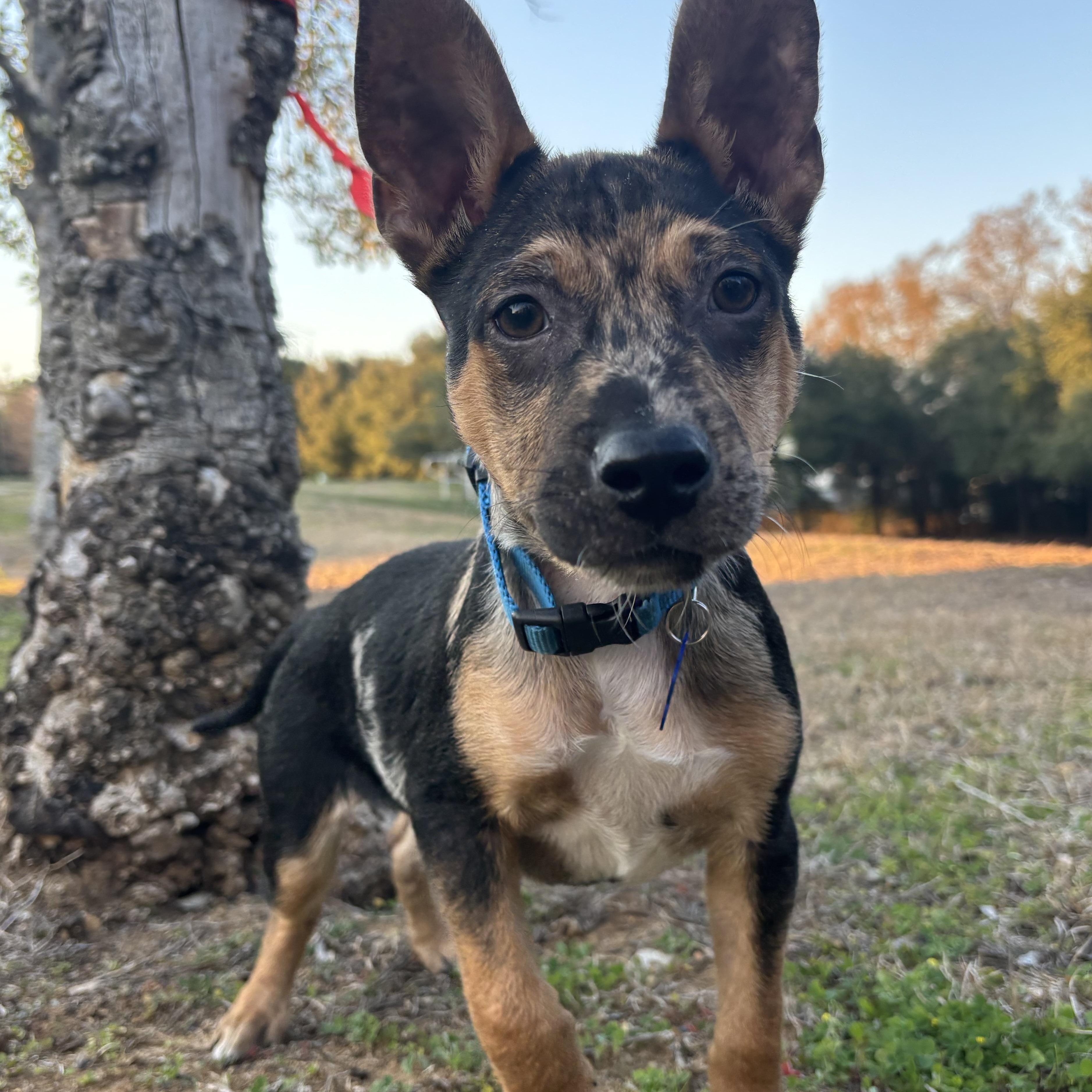 Enlarge Jeremy, an adopted mixed breed in Tallahassee, FL image 1/5