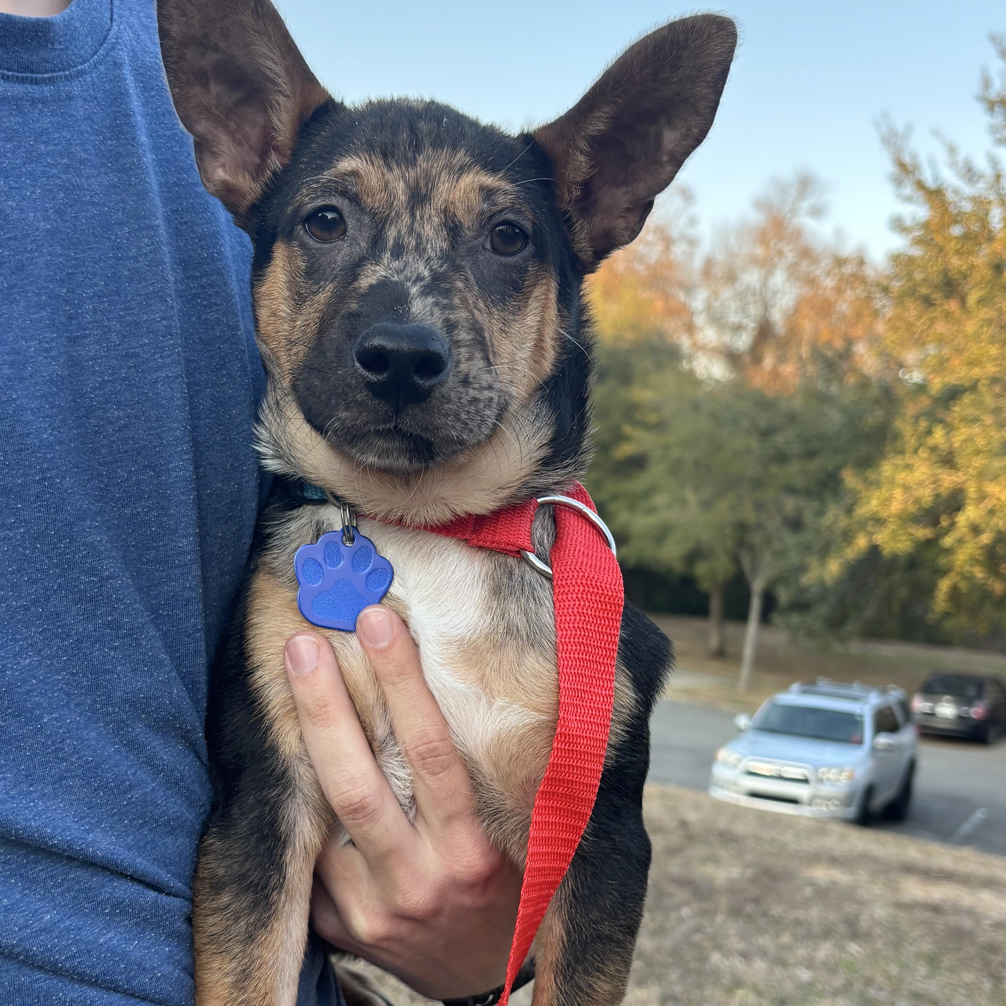Enlarge Jeremy, an adopted mixed breed in Tallahassee, FL image 4/5