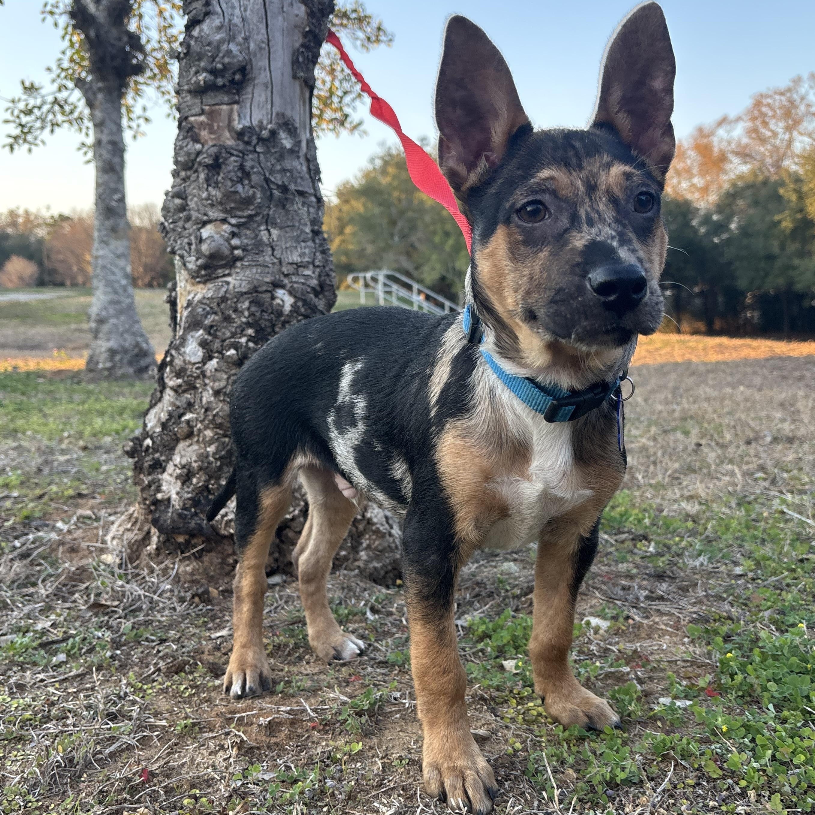 Enlarge Jeremy, an adopted mixed breed in Tallahassee, FL image 3/5