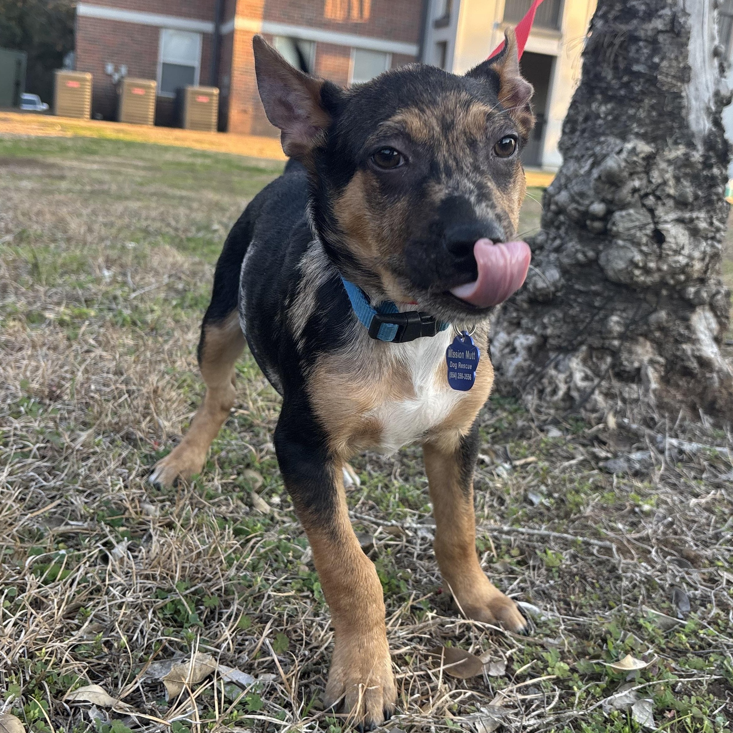Enlarge Jeremy, an adopted mixed breed in Tallahassee, FL image 5/5