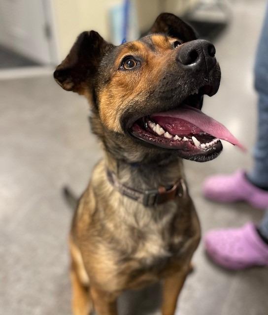 Enlarge Bailee, a Adopted mixed breed in Ladysmith, WI image 1/1