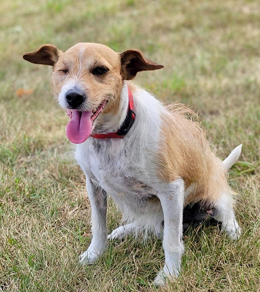 Eddy, a Adoptable mixed breed in Shorewood, IL image 1/6