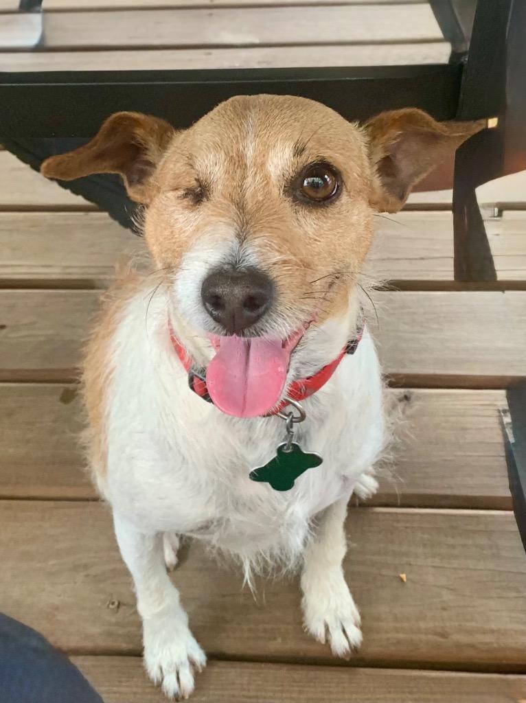 Eddy, a Adoptable mixed breed in Shorewood, IL image 2/6