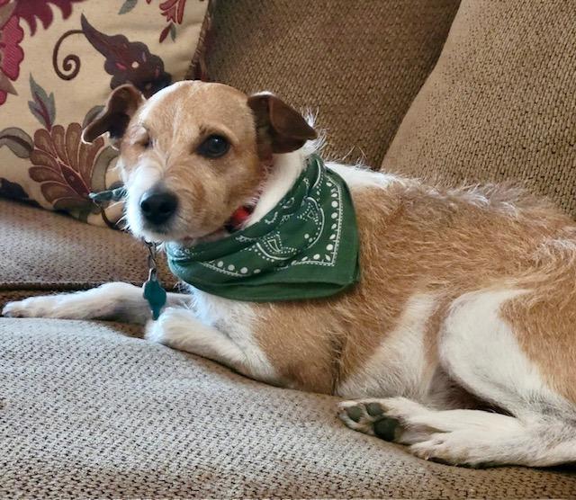 Eddy, a Adoptable mixed breed in Shorewood, IL image 3/6