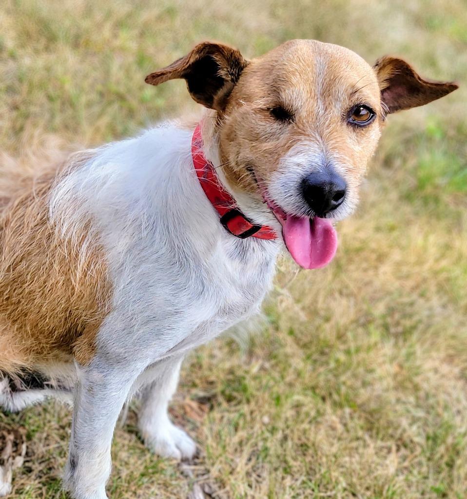 Eddy, a Adoptable mixed breed in Shorewood, IL image 4/6