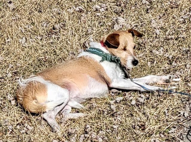 Eddy, a Adoptable mixed breed in Shorewood, IL image 5/6