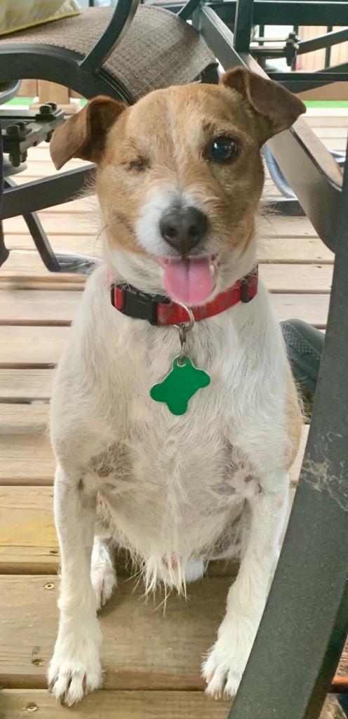 Eddy, a Adoptable mixed breed in Shorewood, IL image 6/6
