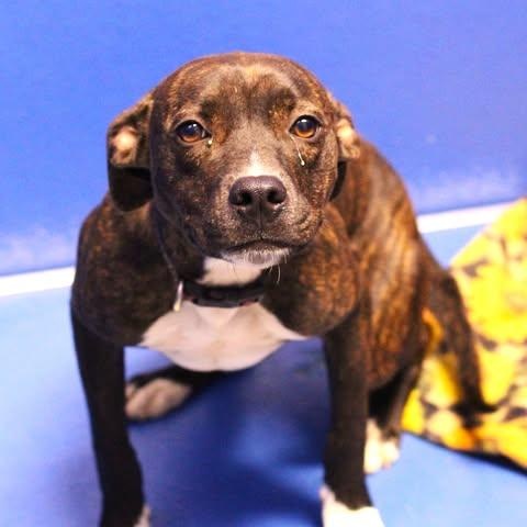 26-01443 LAYLA, adopted, Adult Female Pit Bull Terrier.