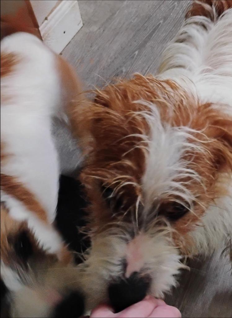 Easy, Adoptable, Young Male Jack Russell Terrier.
