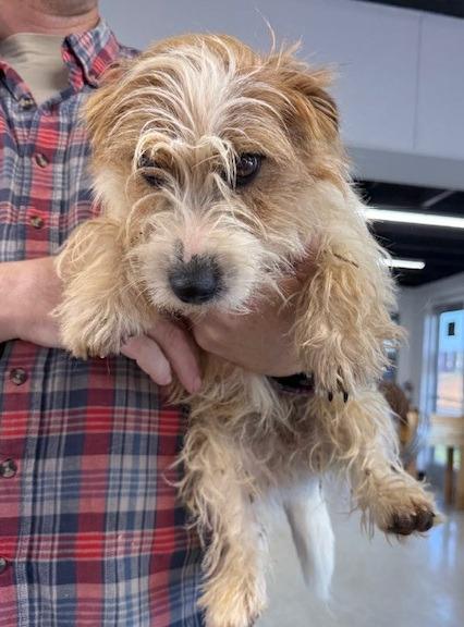 Enlarge Easy, a Adoptable Jack Russell Terrier in Thompson Falls, MT image 2/3