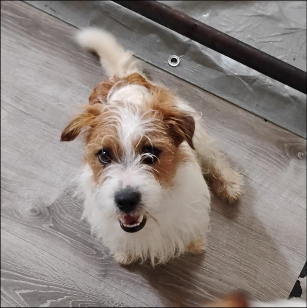 Enlarge Easy, a Adoptable Jack Russell Terrier in Thompson Falls, MT image 3/3