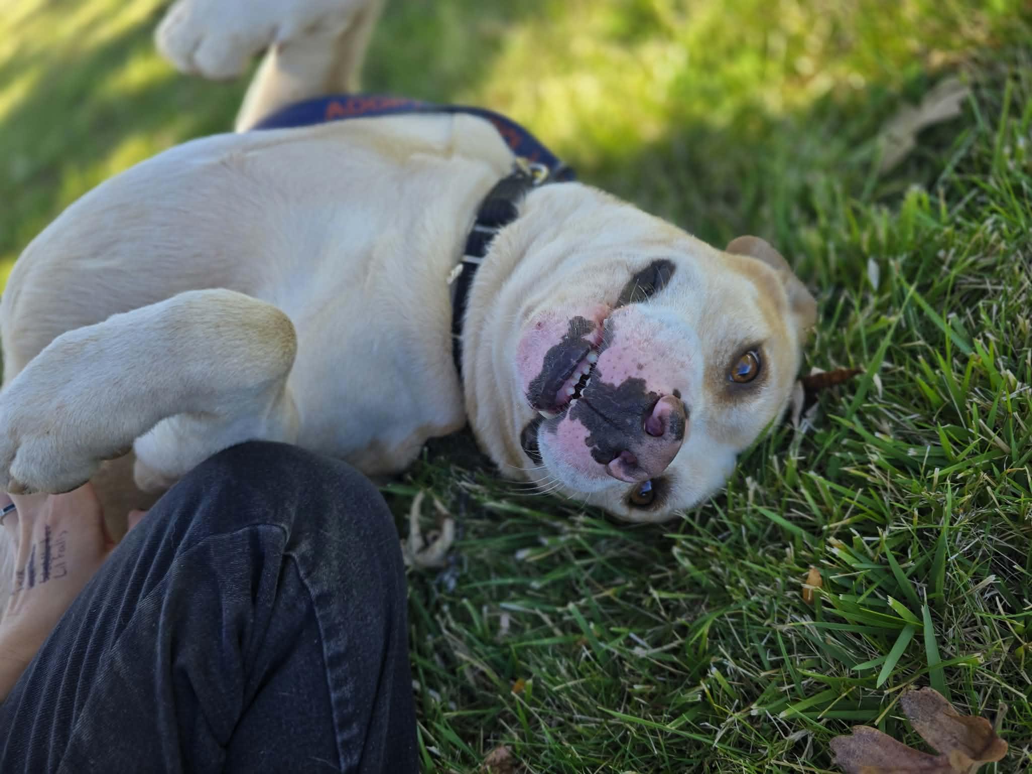 Enlarge Jack, a Adoptable mixed breed in Grants Pass, OR image 4/5