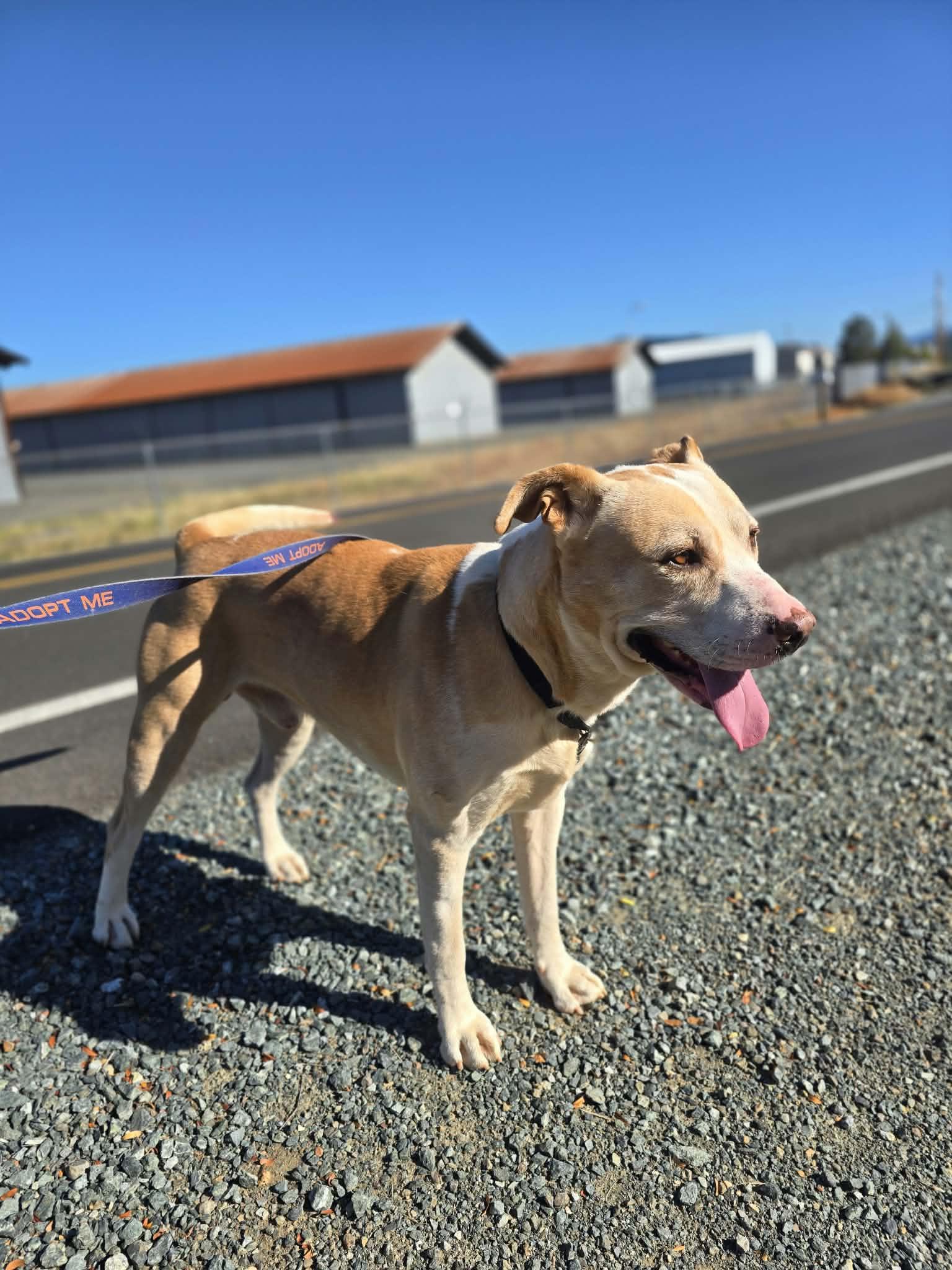 Enlarge Jack, a Adoptable mixed breed in Grants Pass, OR image 5/5